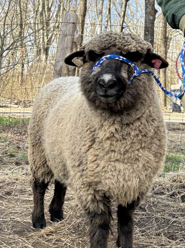 Sheep